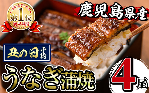 i1077-us 【丑の日までに配送】鹿児島県産うなぎ蒲焼4尾セット(約140g×4・計約560g) うなぎ 鰻 ウナギ 4尾 蒲焼き 国産 鹿児島県産 焼きたて 生産量日本一 真空パック おかず 晩御飯 特別な日 土用の丑の日 丑の日 【薩摩川内鰻】 1997486 - 鹿児島県出水市