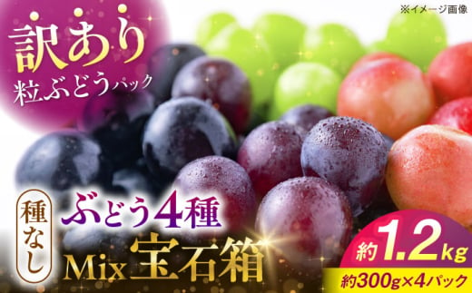 [先行予約][9月中旬から9月末に順次発送][訳あり]ピオーネ&シャインマスカット&安芸クイーン&クインニーナ 4種ミックス 計約1.2kg(約300g×4パック)露地栽培 ぶどう 果物 ピオーネ マスカット フルーツ 葡萄 ブドウ 三次市/西田ぶどう園 [APCM009]