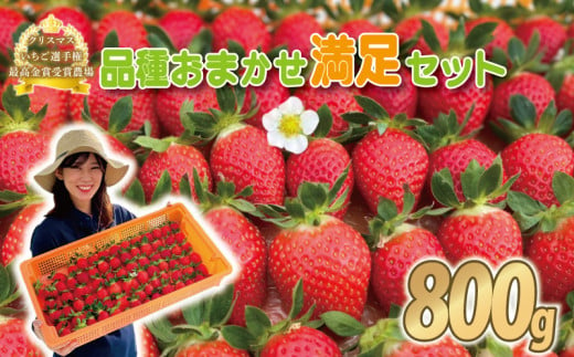 いちご 食べ比べ 約 800g ( かおり野 よつぼし 紅ほっぺ 恋みのり )  完熟 7品種 から 2種類 お届け 苺 イチゴ ストロベリー 産地直送 ご当地 果物 くだもの フルーツ デザート 食品 冷蔵 げんき農場 埼玉県 羽生市