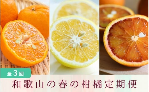 定期便全3回 【2月・3月・4月発送】 和歌山の春の柑橘 （ポンカン・はるか・ブラッドオレンジ）秀品【TM173】 1453366 - 和歌山県かつらぎ町