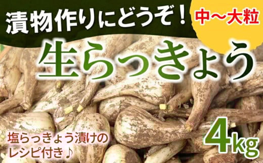 008-41 漬物作りに!生らっきょう(中～大粒)4kg 521595 - 鹿児島県南九州市