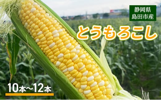 [№5695-1802]【2025年6月上旬より順次発送】静岡県島田市産 とうもろこし 10本～12本【配送不可：北海道・沖縄・離島】