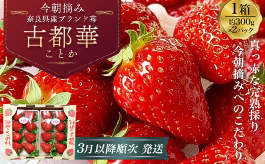 （冷蔵）【令和 7年 3月から順次発送】 古都華 300g×2 ／ 丸笑いちご園 今朝摘み フルーツ 苺 イチゴ 果物 新鮮 完熟 朝採り 高級 甘い 奈良県 葛城市