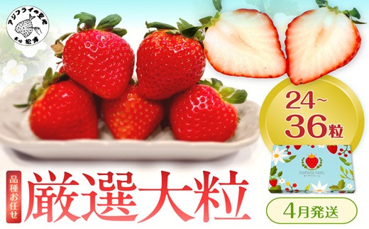 厳選大粒 こだわり苺 品種お任せ12～18粒×2パック(4月発送) ( いちご 苺 イチゴ 紅ほっぺ かおり野 さがほのか 恋みのり 果物 フルーツ )【B6-041-04M】