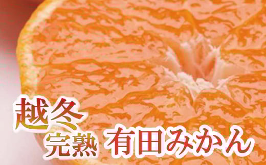 【訳あり・ご家庭用】越冬完熟みかん 約1.5kg+45g（傷み補償分）ハウスみかん 訳あり わけあり 光センサー選果 【2025年1月中頃より発送】 【IKE189】 468267 - 和歌山県かつらぎ町