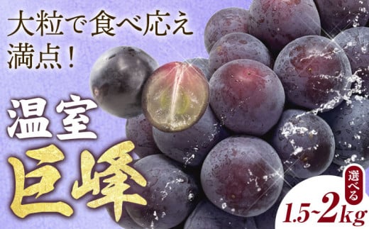 【2025年先行予約】農園直送 温室巨峰 選べる 内容量 1.5kg 2kg 阿部ぶどう園 果物類 ぶどう 巨峰 フルーツ 果物 温室巨峰 《 7月上旬～9月下旬頃発送 》 【配送不可地域あり】