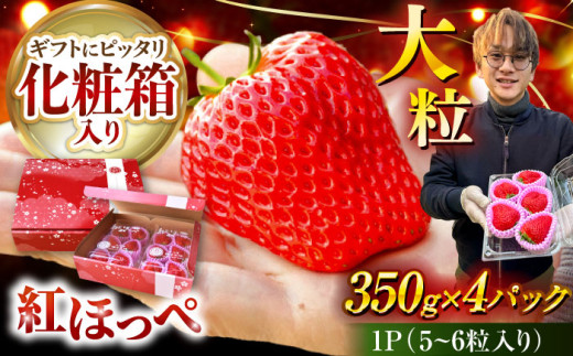 【先行予約】 ＼2026年1月下旬より順次発送／超特大玉いちご 完熟 紅ほっぺ (350g×4パック) いちご 果物 フルーツ 愛西市 / はしもと園芸 [AECD002] 1400229 - 愛知県愛西市