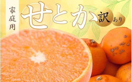 【訳あり・ご家庭用】せとか 約1.2kg+36g（傷み補償分） 訳あり わけあり 柑橘 春みかんの王様 光センサー選別 【2月より発送】 【IKE118】 929426 - 和歌山県かつらぎ町