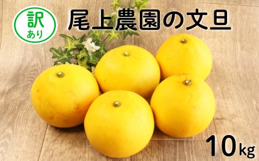 訳あり 土佐文旦 10kg 完熟 みかん 蜜柑 柑橘 かんきつ mikan 家庭用 期間限定 数量限定 不揃い サイズミックス フルーツ 果物 くだもの 果肉 果汁 産地直送 農園直送 国産 愛媛県 愛南町 尾上農園