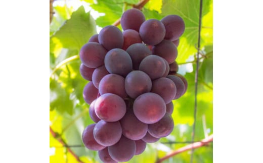 和歌山のピオーネ 約2.5kg(3～5房) ※2025年8月下旬～9月下旬頃発送予定| 先行予約 ぶどう 葡萄 果物 フルーツ 甘い【MS102】 1543854 - 和歌山県かつらぎ町