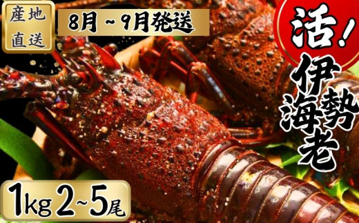 【8月上旬～9月下旬発送】 【漁師直送／生】 伊勢海老 （１kg／２〜５尾） 銚子港 水揚げ  魚介 海鮮 伊勢海老 伊勢エビ いせえび 海老 エビ 刺身 ボイル バーベキュー お祝い 高級 人気 新鮮 贈答 ギフト お取り寄せ グルメ 産地直送 濃厚 身 送料無料 ふるさと納税 千葉県銚子市 仲野水産 										 2006439 - 千葉県銚子市