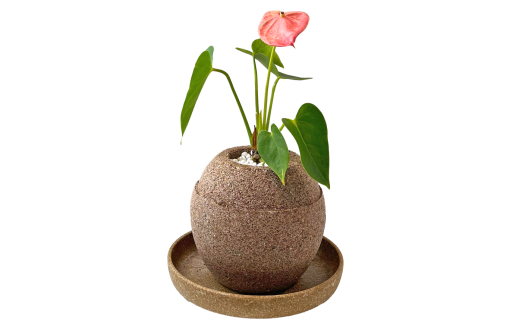 アクアプラントポット®　玉Ｍ 植木鉢アンスリウム（2132） 1475264 - 愛知県知立市