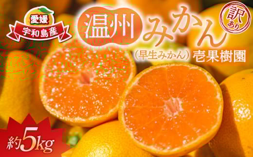訳あり 早生 温州 みかん 5kg 壱果樹園 わけあり mikan 早生温州 温州みかん 早生みかん 果物 くだもの 愛媛みかん 愛媛ミカン 愛媛蜜柑 愛媛県産 訳アリ 訳あり品 訳有り フルーツ 柑橘 蜜柑 産地直送 数量限定 国産 愛媛 宇和島 B010-141003 1461597 - 愛媛県宇和島市