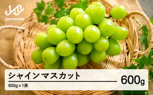 《先行予約》ぶどう シャインマスカット 秀品 1房（約600g）令和7年産 2025年産 山形県産 果物 送料無料 ns-busmx600 ※沖縄・離島への配送不可 1997064 - 山形県山辺町