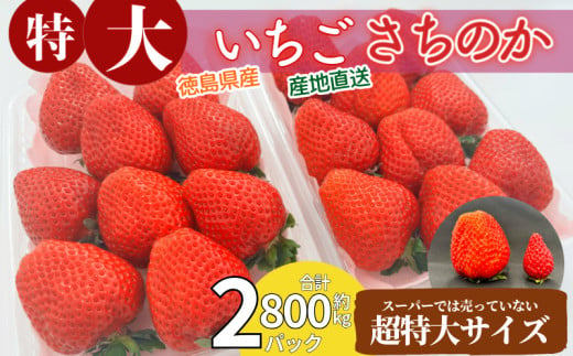 いちご さちのか 大粒 2パック ( 1パック 約400g前後 ) 計約800g前後 ビッグサイズ 特選 朝採れ 産地直送 苺 イチゴ ストロベリー フルーツ 果物 洋菓子 和菓子 スイーツ お菓子 おやつ アイス ケーキ パフェ タルト ゼリー 限定出荷 イチゴ ブランド 大粒 フレッシュ ベリー 甘い おいしい 朝摘み 送料無料 徳島 小松島 【出荷開始】