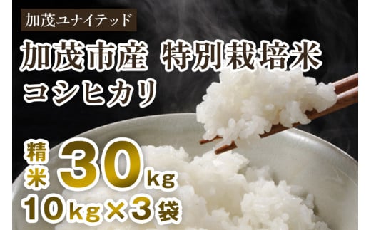 【令和6年産米】加茂市産 特別栽培米 コシヒカリ 精米30kg（10kg×3袋） 栽培期間中は化学肥料・農薬不使用 新潟米 お米 白米 こしひかり 加茂ユナイテッド 2002529 - 新潟県加茂市