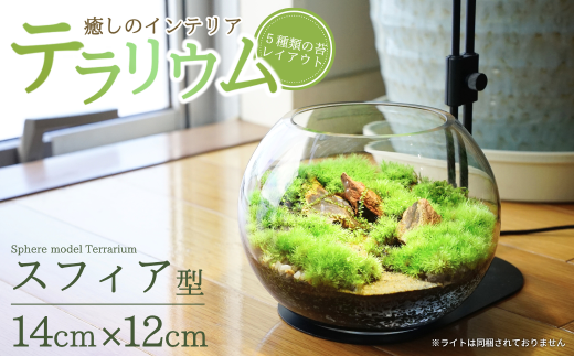 テラリウム 14cm スフィア 苔リウム 苔テラリウム インテリアグリーン 観葉植物 雑貨 新潟県加茂市 テラリウム専門ショップ -Terraria- 1973668 - 新潟県加茂市