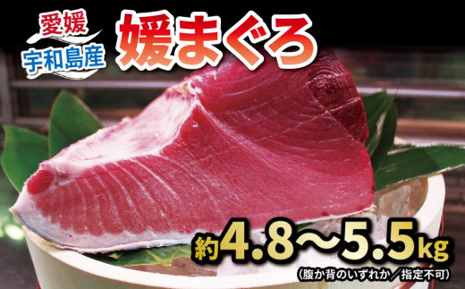 【2026年3月25日発送】 本マグロ ブロック 4.8～5.5kg 媛まぐろ ダイニチ マグロ 赤身 中トロ 大トロ 部位 指定不可 マグロ 国産マグロ 養殖マグロ 養殖本マグロ クロマグロ 鮪 刺身 漬け ネギトロ アレンジ可 人気 海鮮 海の幸 魚 魚介 産地直送 数量限定 国産 愛媛 宇和島 D130-031003-260325 2377167 - 愛媛県宇和島市