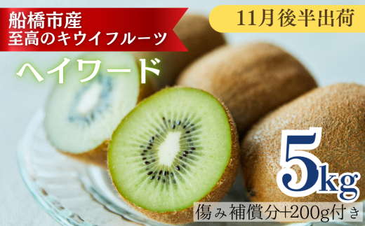 【11月後半発送分】船橋産キウイフルーツ5.2kg未追熟バラ詰め【傷み補償分約200g込み】