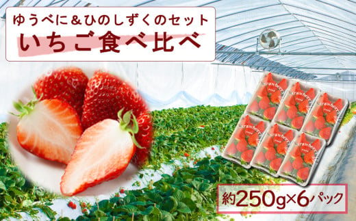 いちご食べ比べセット ゆうべに・ひのしずく 各3パック 計6パック　高藤農園 いちご フルーツ 果物 ゆうべに ひのしずく お取り寄せ 冷蔵 ふるさと納税 熊本県 阿蘇市