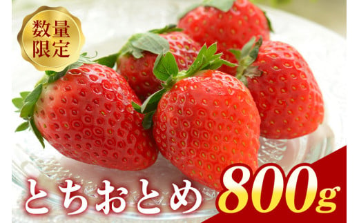 『数量限定』 ステビア栽培 朝摘み とちおとめ 800g直売 ブランド いちご 甘い 大粒 高級 ギフト 贈答用 朝摘み ステビア 苺 イチゴ 栽培 88-B