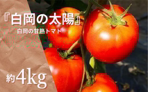 甘熟トマト『白岡の太陽』約4kg　【11246-0123】 419103 - 埼玉県白岡市