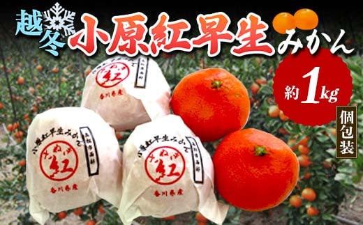 【先行予約】 越冬小原紅早生みかん (個包装) 約1kg みかん 果物 くだもの フルーツ デザート 個包装 越冬 早生 オリジナル品種 食品 名産 四国 1万円 F5J-916