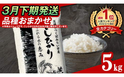 [ 3月下期発送 / 数量限定 ]茨城県産 精米 5kg (品種おまかせ) 令和6年産 こしひかり 米 コメ こめ 単一米 限定 茨城県産 国産 美味しい お米 おこめ おコメ