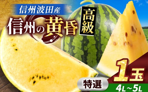【先行予約】信州波田産 甘いスイカ！信州の黄昏 ( 金色羅皇 ) 【特選】 4L～5Lサイズ 1玉｜ふるさと納税 長野県 信州 松本 果物 フルーツ すいか スイカ 西瓜 大きい 特別 珍しい 黄色スイカ 贈答 季節限定 甘い くだもの ふるーつ 1985479 - 長野県松本市