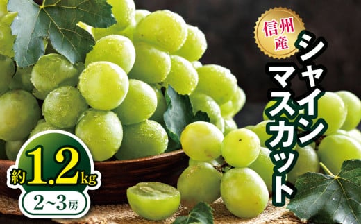 【先行予約】信州産 シャインマスカット 約1.2kg(2~3房)|ふるさと納税 長野県 松本市 シャインマスカット フルーツ 果物 ぶどう 1985566 - 長野県松本市