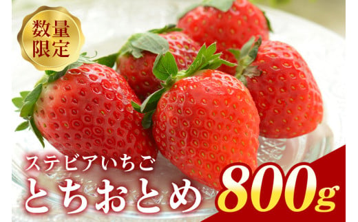 『数量限定』 ステビア栽培 朝摘み とちおとめ 800g直売 ブランド いちご 甘い 大粒 高級 ギフト 贈答用 朝摘み ステビア 苺 イチゴ 栽培 88-B 2004898 - 茨城県小美玉市