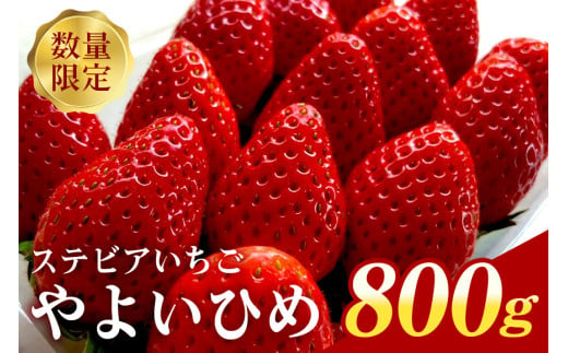 『数量限定』 ステビア栽培 朝摘み やよいひめ 800g 直売 ブランド いちご 甘い 大粒 高級 ギフト 贈答用 朝摘み ステビア 苺 イチゴ 栽培 88-A 2004897 - 茨城県小美玉市