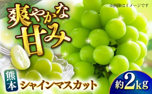 【先行予約】【数量限定】シャインマスカット 約2kg【日本フルーツ株式会社】 [ZFJ010]