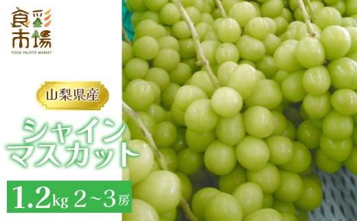 【2025年発送先行予約】山梨県産　産地直送　シャインマスカット 1.2kg(2〜3房) ALPEO001