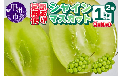 【定期便】訳あり 山梨のシャインマスカット 2房1kg以上 全3回【2025年発送】（AGB）C5-875 【わけあり シャインマスカット 葡萄 ぶどう ブドウ 令和7年発送 期間限定 山梨県産 甲州市 フルーツ 果物】 2009305 - 山梨県甲州市