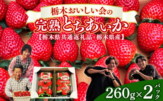 栃木おいしい会のいちご（とちあいか）260g×2パック（520g）｜栃木県共通返礼品 栃木県産 ※離島への配送不可 ※2025年3月上旬～4月下旬頃に順次発送予定