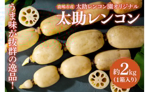 【先行予約】【奇跡のレンコン】茨城県鹿嶋市産 太助レンコン 約2kg 【れんこん 根菜 蓮根 れん根 2キロ 10000円以内 1万円以内】（KBU-1） 513208 - 茨城県鹿嶋市