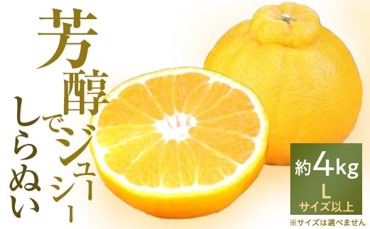 “芳醇”八幡浜産しらぬい約4kg＜C28-7＞【1119942】 393997 - 愛媛県八幡浜市
