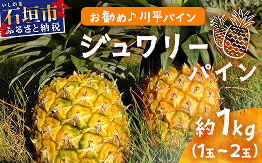 【予約受付】ジュワリーパイン1ｋｇ（1～2玉）お勧め♪川平パイン《2025年7月～8月頃順次発送》KN-1 2009567 - 沖縄県石垣市