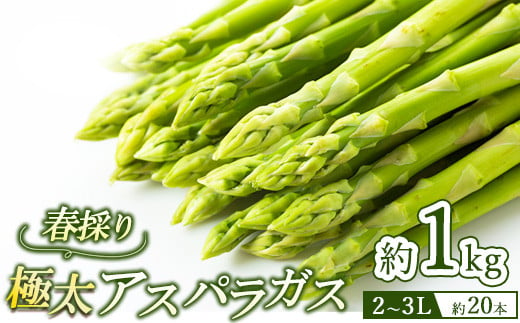 60-A 極太アスパラガス2～3Lサイズ1kg（約20本）※2025年4月下旬～5月下旬頃に順次発送予定 2006364 - 福島県会津坂下町