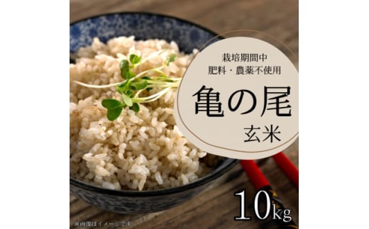 栽培期間中農薬・肥料不使用　亀の尾　玄米　10kg【1595992】