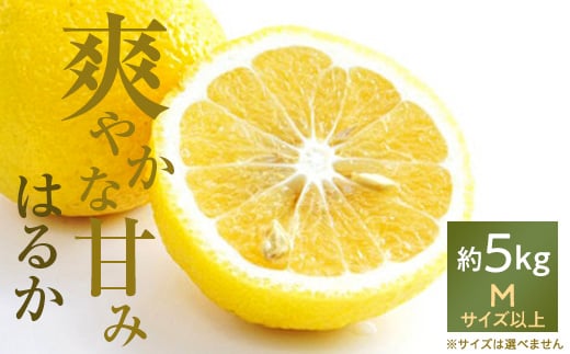 口いっぱいに広がる爽やかな甘み!「はるか」約5kg入＜C28-20＞【1046133】 394059 - 愛媛県八幡浜市