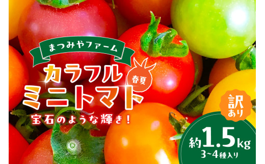 【先行予約】訳あり 宝石のような輝き！カラフルミニトマト 約1.5kg（春夏）（2026年5月下旬～発送）　MY00012