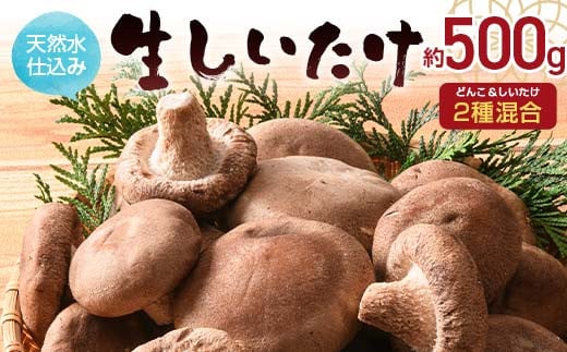 天然水仕込み生しいたけ 2種混合 約500g 農家直送 生しいたけ 椎茸 どんこ 混合 ミックス ご当地 グルメ 食品 1万円以下 F6L-934 2009318 - 山口県山陽小野田市