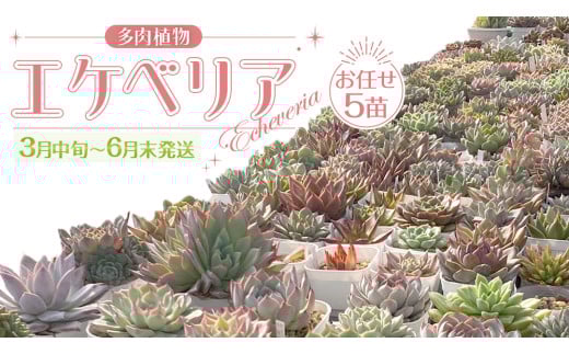 【 3月中旬～6月末発送 】 エケベリア おまかせ 5苗 セット 【品種名付き】 多肉植物 観葉植物 植物 栽培 インテリア 趣味 自然 [DD001ya]