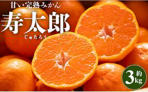 みかん 寿太郎みかん 3kg 高糖度 間城農園 甘い完熟みかん寿太郎(じゅたろう) - 柑橘 フルーツ 果物 みかん ミカン みかん 蜜柑 ms-0046