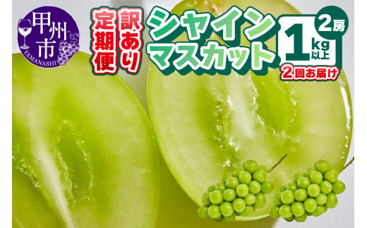 【定期便】訳あり 山梨のシャインマスカット 2房1kg以上 全2回【2025年発送】（AGB）B17-875 【わけあり シャインマスカット 葡萄 ぶどう ブドウ 令和7年発送 期間限定 山梨県産 甲州市 フルーツ 果物】 2009235 - 山梨県甲州市