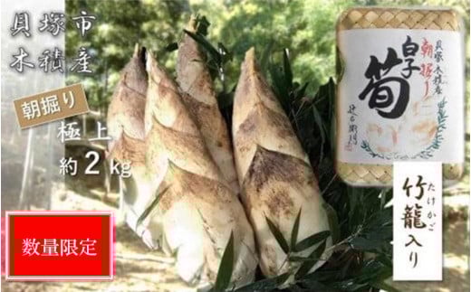 【高級たけのこ】貝塚市木積産　極上朝掘り白子筍 約2kg（竹籠入り） 832976 - 大阪府貝塚市