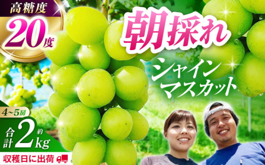 【先行予約】【チョイス限定】【数量限定】シャインマスカット 約2kg（4～5房）【合同会社 光農園(松尾果樹園)】葡萄 ぶどう 果物 マスカット [ZCR004]