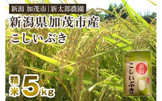 【令和7年産新米】新潟県加茂市産こしいぶき 精米5kg（5kg×1袋） 《9月上旬から順次出荷》 コシイブキ お米 ライス ごはん ご飯 新潟米 新潟産 加茂市産 新太郎農園